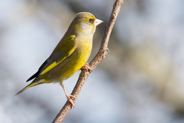 Greenfinch (Carduelis chloris) perched on branch