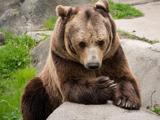 Eurasian brown bear (Ursus arctos arctos) also known as the European brown bear.