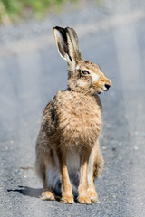 Brown Hare (Lepus europaeus) sitting on road