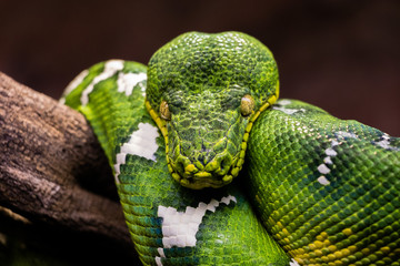 Fototapeta premium green poison Snake