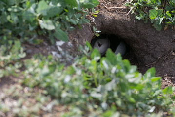 puffin (Fratercula arctica) hidden in burrow