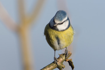 Blue Tit (Cyanistes caeruleus) Perched on branch