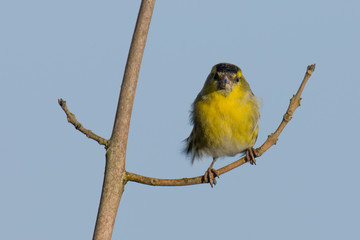 Windswept Siskin (Carduelis spinus) perched on branch