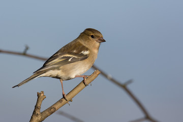 Female Chaffinch (Fringilla coelebs) perched on branch