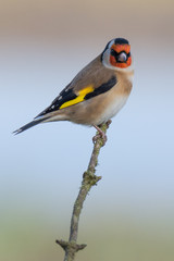 Goldfinch (carduelis carduelis) perched on branch