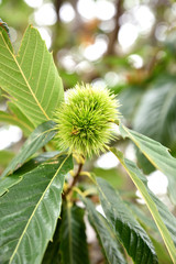 chestnuts on atree into a forest