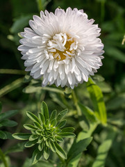 White asters flower on a background of green garden pink asters flowers on a background of green garden