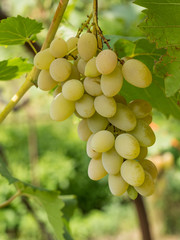 Bunches of wine grapes. Close up view of fresh sweet wine grape. Ripe grape growing at wine fields.