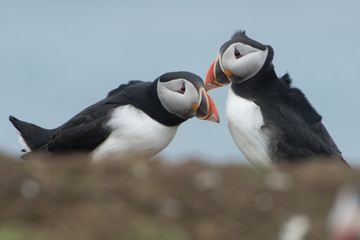 Naklejka premium Pair of puffins (Fratercula arctica) interacting and billing