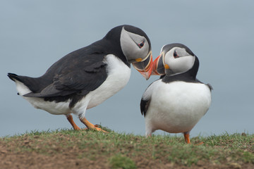 Pair of puffins  (Fratercula arctica) interacting and billing