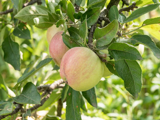 Branch of an apple tree with bright red and green apples on a sky background.  Summer fruits from garden