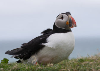 Puffin (Fratercula arctica) windswept, side-profile