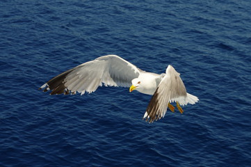 Fototapeta premium White seagull flying over the blue sea.
