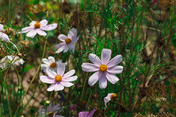 Fototapeta na wymiar White chamomile flower herb in the summer field, closeup