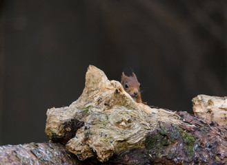 Red Squirrel (Sciurus vulgaris) peaking over log