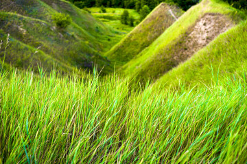 Close up of fresh thick grass with water drops in the early morning.