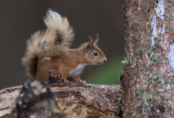 Naklejka na ściany i meble Red Squirrel (Sciurus vulgaris) perched on log looking engaged