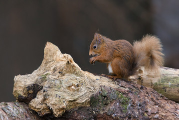 Red Squirrel (Sciurus vulgaris) eating hazelnut