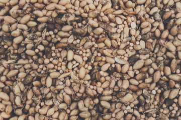 Organic potato gathered at ecological farm, background