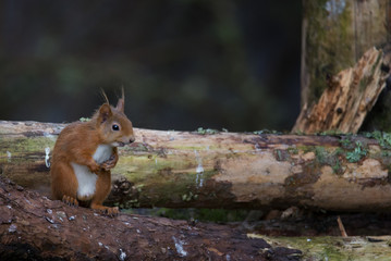 Red Squirrel (Sciurus vulgaris) sitting on log with tufty ears