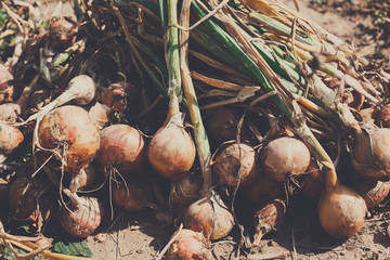 Organic onions gathered at ecological farm on rustic wood © Prostock-studio