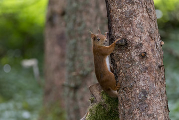 Red Squirrel (Sciurus vulgaris) climbing tree