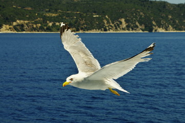 Fototapeta na wymiar White seagull flying over the blue sea.