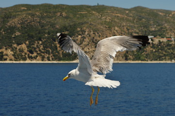 Fototapeta na wymiar White seagull flying over the blue sea.