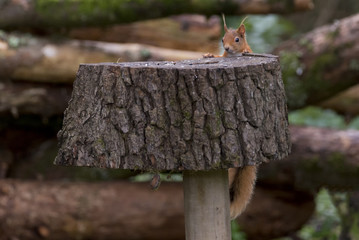 Red Squirrel (Sciurus vulgaris) climbing onto feeding station