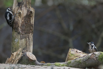 Two Great Spotted Woodpeckers(Dendrocopos major)