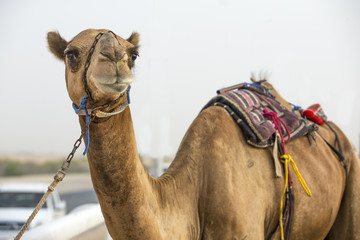 camel at a race track in Rub Al Khali Desert in Abu Dhabi
