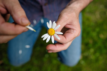 The man guesses on a chamomile on nature in summer.
