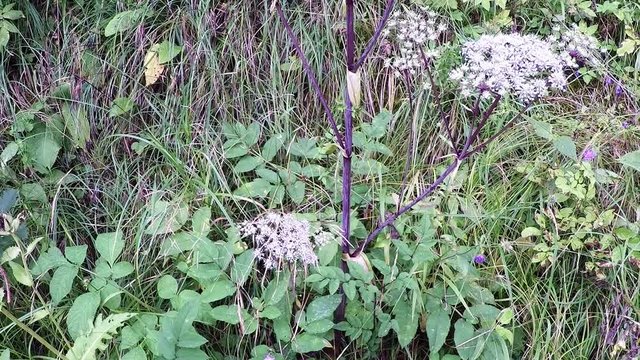 Angelika,Angelika sylvestris, Wald-Engelwurz, Heilpflanze mit Bl&uuml;te