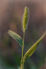 Corn plant