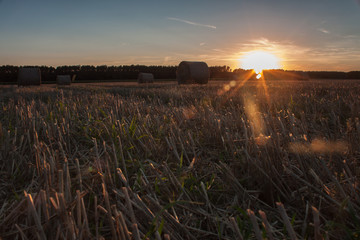 Sunny Cornfield