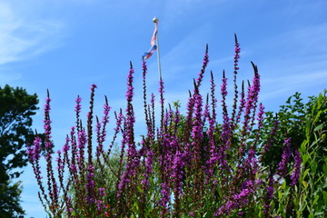 Purple flowers with the Dutch flag behind it
