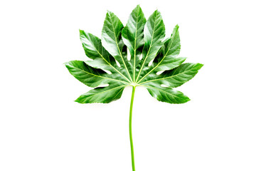 Fototapeta na wymiar Big leaf of tropical plant on white background top view copyspace
