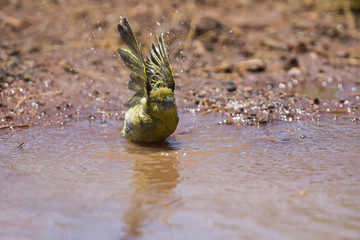 Weaver bathing in small pool with water drops