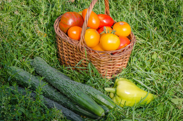 The harvest of fresh vegetables