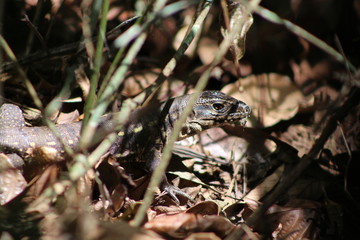 Lizard