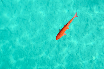 yellow fish in the turquoise waters