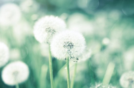 Dandelion flower blowballs floral field, soft blurred natural background, green and blue toned.

