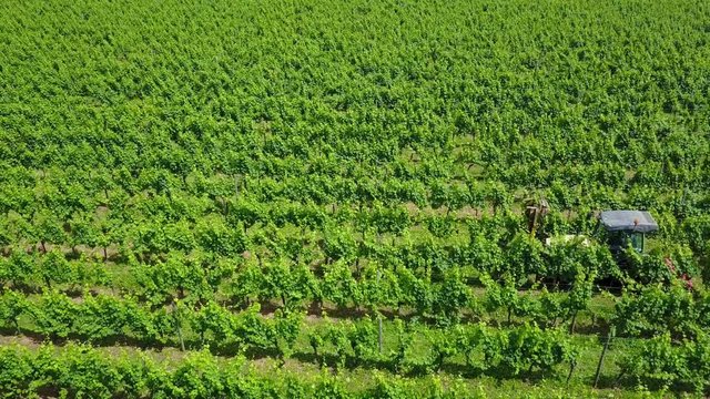 Winzer beim Rebenabschnitt