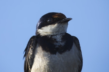 Close-up portrait of a white-throated swallow in blue sky