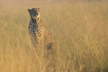 Female cheetah sitting in brown grass in the early morning sun