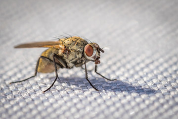 Fliege in Nahaufnahme