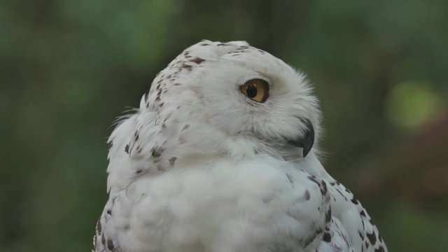 Schnee Eule dreht ihren Kopf nach hinten und blickt starr in die Kamera