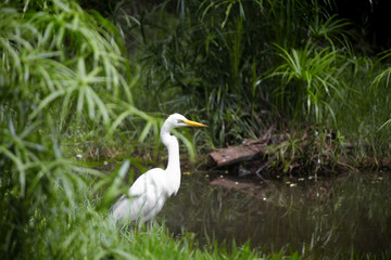 White heron by the stream