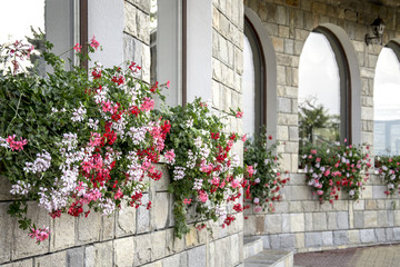 Fototapeta premium Kwiaty w doniczkach czerwono-biało-różowe