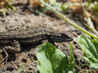 Close-up of a lizard sitting on a stone